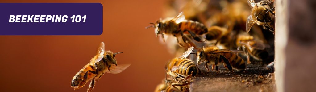 Beekeeping 101 header image